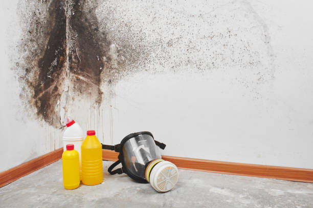 Best Home Mold Removal  in Bonita, CA