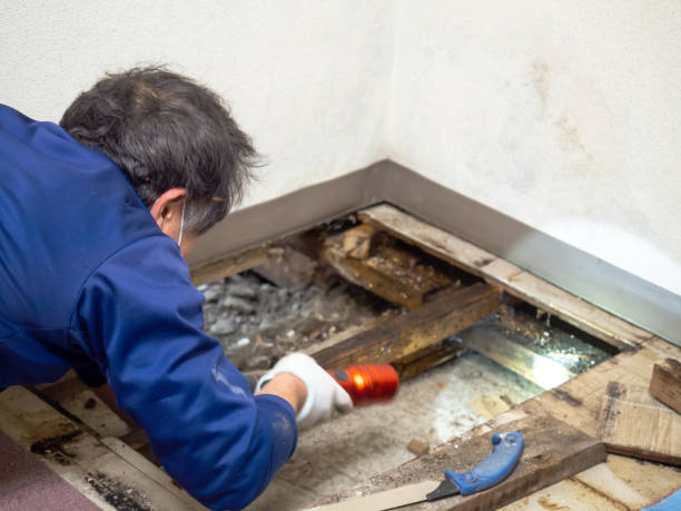 Mold Removal and Inspection in Bonita, CA