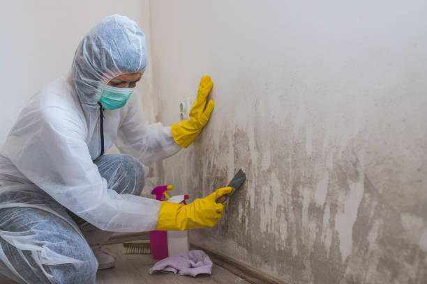 Crawl Space Mold Removal in Bonita, CA
