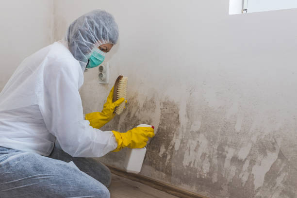 Best Crawl Space Mold Removal  in Bonita, CA