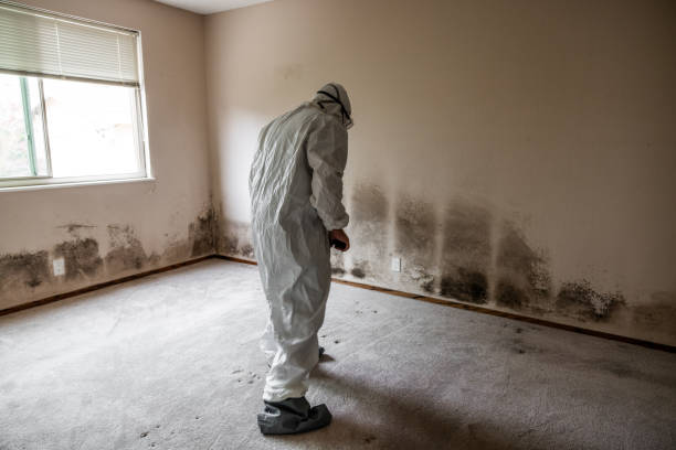 Best Mold Damage Repair  in Bonita, CA
