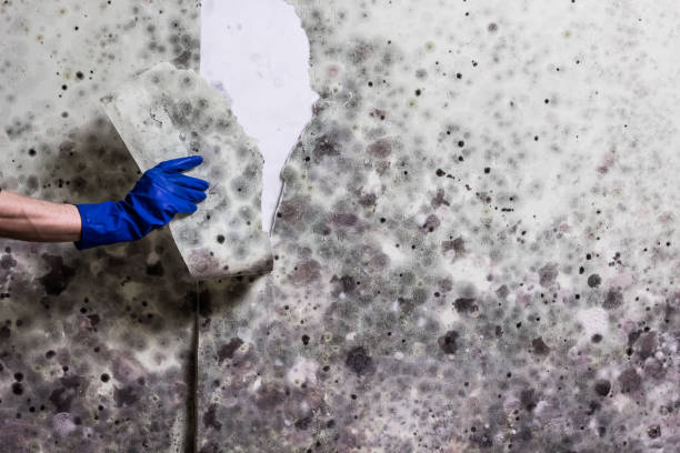 Best Mold Damage Repair  in Bonita, CA