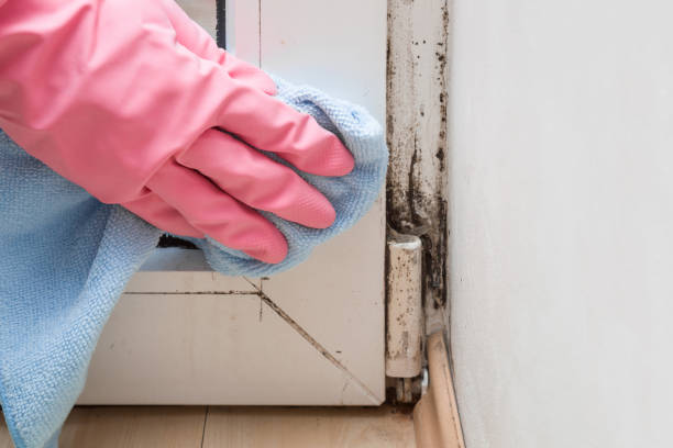 Best Residential Mold Removal  in Bonita, CA