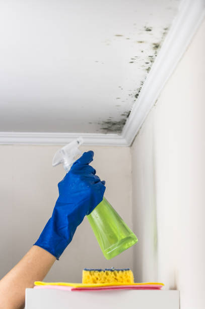 Best Toxic Mold Removal  in Bonita, CA