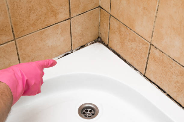 Best Attic Mold Removal  in Bonita, CA