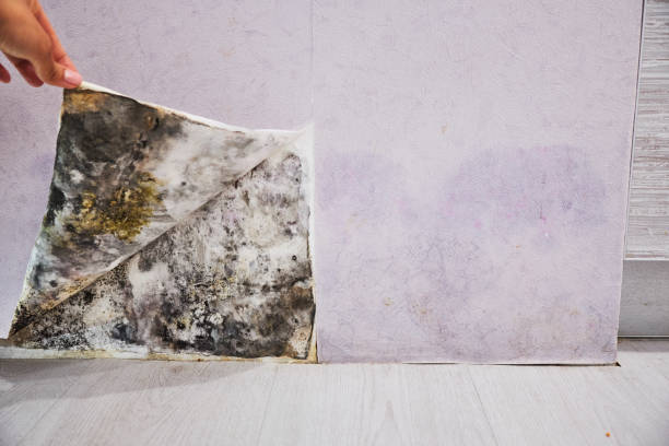 Best Mold Removal Company Near Me  in Bonita, CA